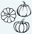 pumpkins vector image
