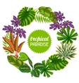 frame with tropical plants and leaves image vector image