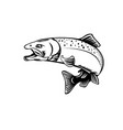 chinook salmon oncorhynchus tshawytscha quinnat vector image