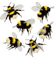 set bumblebees isolated on white background vector image
