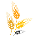 barley vector image
