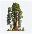 realistic green tallest tree in the world sequoia vector image