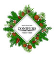 pine tree frame vector image