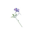 blue flower lesser periwinkle vinca minor vector image