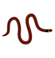 calliophis nigrescens - striped coral snake - dors vector image vector image
