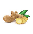 ginger roots vector image vector image