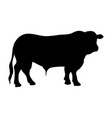 silhouette bull icon big american vector image