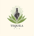 tequila bar logo design vector image