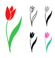set of tulips flowers vector image