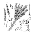 wheat rye and barley isolated on white background vector image