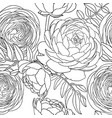 line art ranunculus background abstract vector image