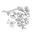 cherry blossom coloring book vector image