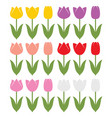 set of colorful tulip vector image