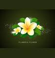 plumeria flower and leaf design vector image vector image