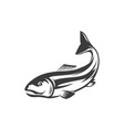 atlantic salmon ray-finned fish fishery sport vector image