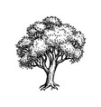 oak tree ink sketch vector image