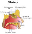 The human olfactory Royalty Free Vector Image - VectorStock