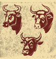bull heads emblems on grunge background design vector image