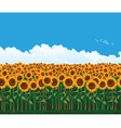picturesque field of sunflowers vector image