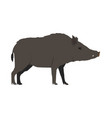 sus scrofa meridionalis - mediterranean boar vector image vector image