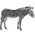 jumping striped african zebra hand-drawn vector image