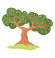 olive tree icon cartoon oil farm plant vector image vector image