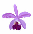 violet pink cattleya orchid flower vector image vector image