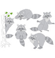 raccoon set vector image