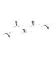 flying stork flock simple vector image