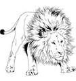 big lion with mane is painted ink hand vector image vector image