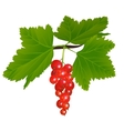 redcurrant vector image