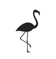 flamingo vector image