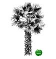 hand drawn palm tree vector image vector image