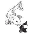 carp koi vector image