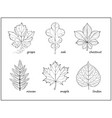 set black and white with different leaves vector image