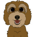 red golden and light brown cockapoo labradoodle vector image