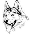 dog husky hand-drawn ink on white background vector image vector image
