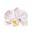 3d white orchid flower realistic design vector image