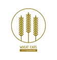 wheat ears design farm and agriculture concept vector image vector image