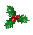 isolated holly berry with leaves ilex berries vector image