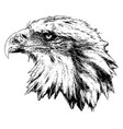 bald eagle profile head vector image