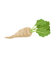parsnip root with green leaves in full length vector image
