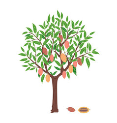 Cacao tree Royalty Free Vector Image - VectorStock