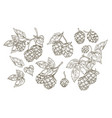 collection of elegant botanical drawings hop vector image