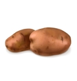 potatoes vector image