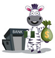 zebra with money bags on white background vector image