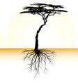 acacia tree with a root vector image vector image