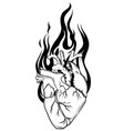 human heart black line tattoo vector image
