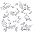 dove sketch isolated bird peace symbol pigeon vector image