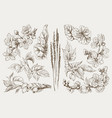 big set of monochrome vintage flowers vector image
